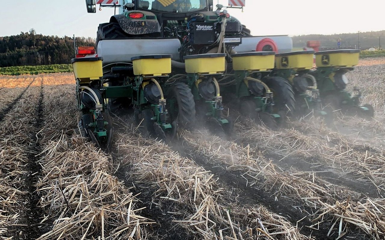 Die Maissaat erfolgt direkt in die Gründüngungsrückstände ...