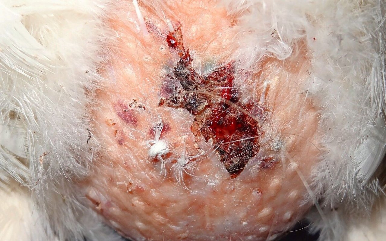 Bei extremem Befall durch Ratten attackieren die Schadnager die Hühner: Hier ersichtlich durch Frassspuren am Unterbauch eines Huhns.