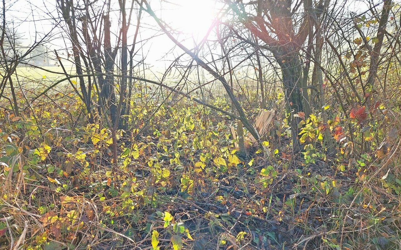 Durch das Schneiden wird die Hecke ausgelichtet, wodurch schlummernde Pflanzen wachsen können. Vorsicht aber bei Brombeeren.