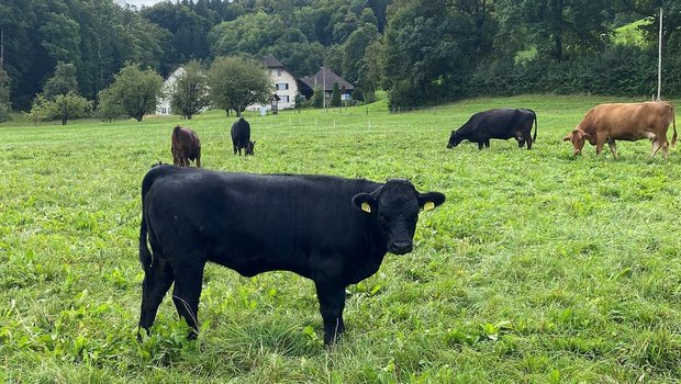 Ob im Stall oder auf der Weide: Wichtig sind die Einhaltung der Biosicherheit und die genaue Überwachung der Tiergesundheit.