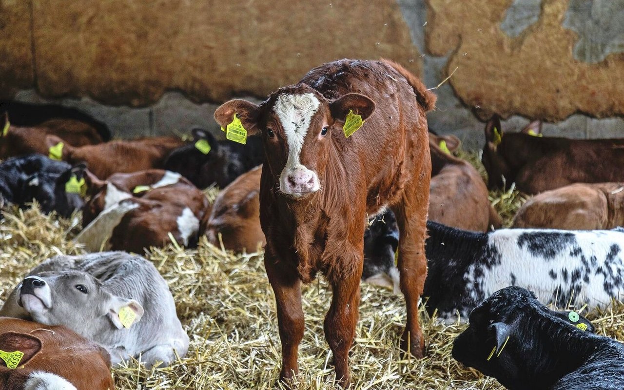 Rund die Hälfte der in der Kälberhaltung eingesetzten Antibiotika dürfte im Zusammenhang mit M.-bovis-Infektionen stehen. 