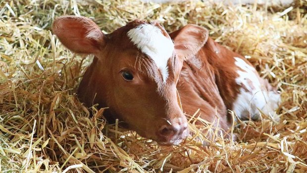 Ein tiefes Strohbett sorgt dafür, dass sich die Kälber einnisten können. So entsteht ausreichend Wärme, die die Tiere vor Krankheiten schützt.