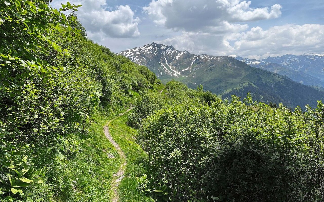 Ein Wanderweg führt mitten durch einen Hain von Grünerlen, die mittlerweile rund 3 Meter hoch sind und eine ehemalige Alpweide überwuchern.