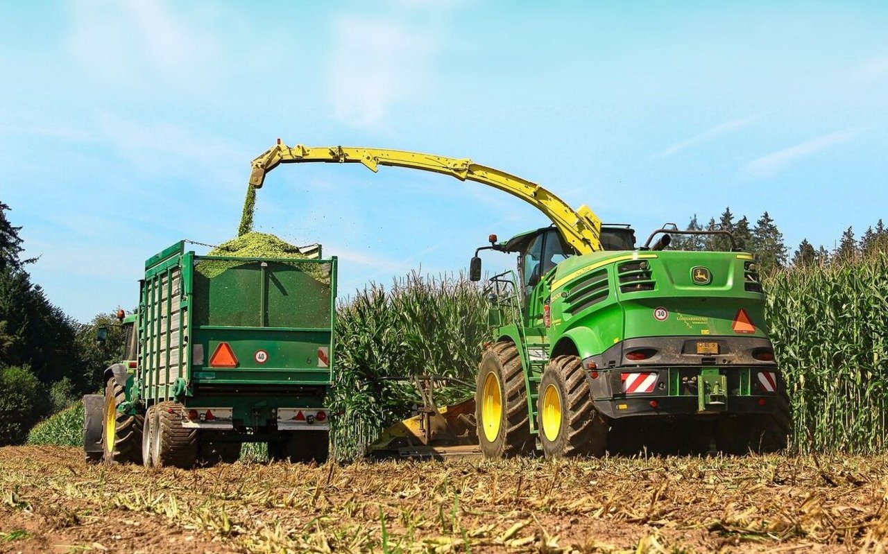 Bei Stay-Green-Sorten bleibt der Stängel optisch länger grün, reift aber trotzdem ab. Davon darf man sich für die Erntezeitpunktbestimmung nicht täuschen lassen.