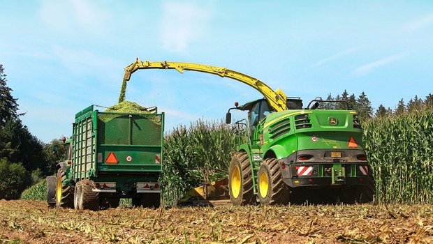 Bei Stay-Green-Sorten bleibt der Stängel optisch länger grün, reift aber trotzdem ab. Davon darf man sich für die Erntezeitpunktbestimmung nicht täuschen lassen.