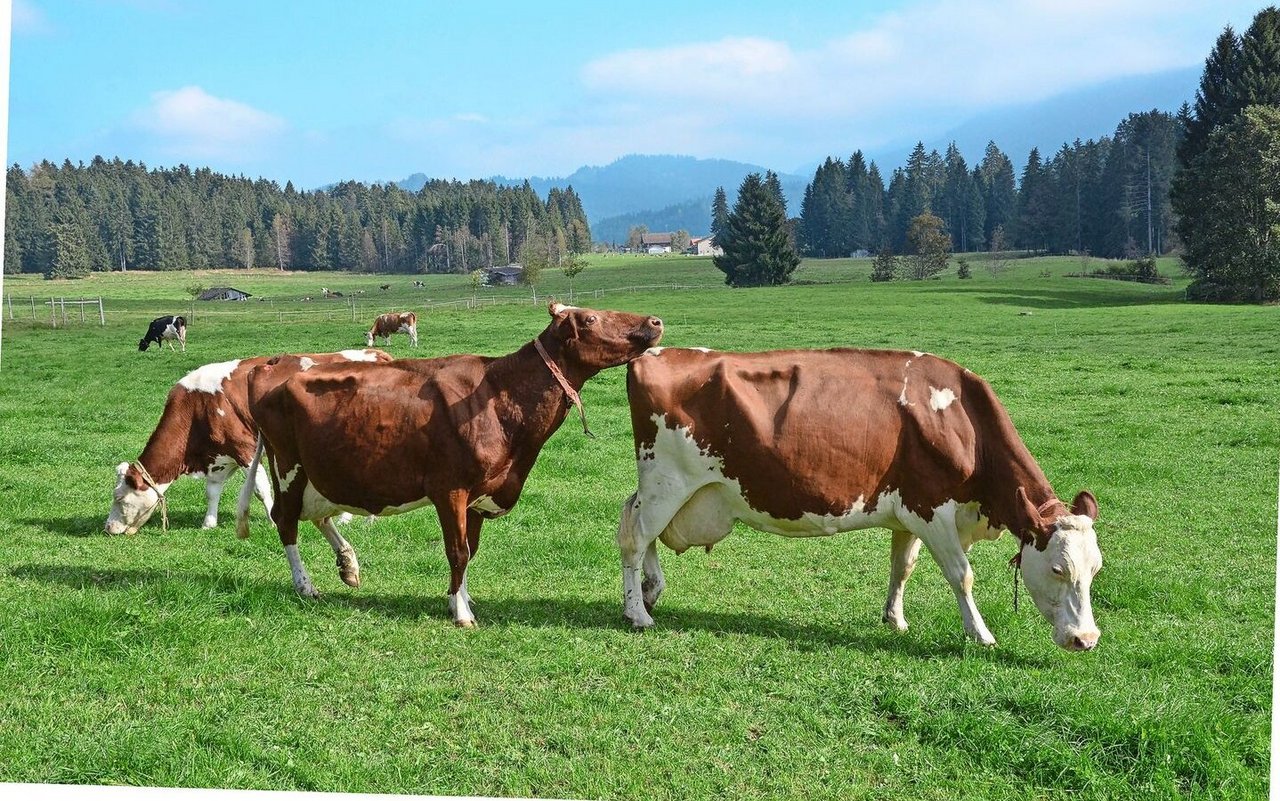 Möchte ein digitales Brunsterkennungssystem auch auf der Weide eingesetzt werden, muss der Empfang der Sensordaten sichergestellt werden.