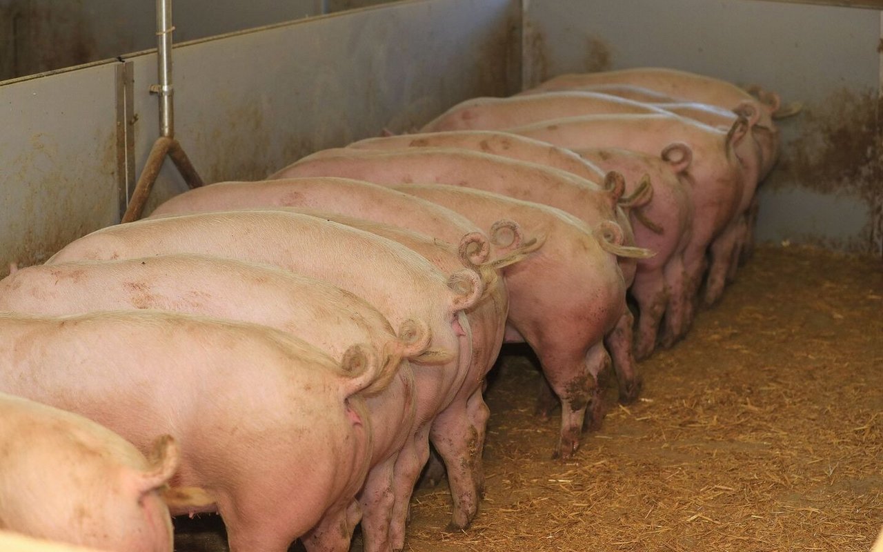 Viele Betriebe füttern in der Ausmastphase Durchmastfutter. Dieser Proteinüberschuss könnte eingespart werden.