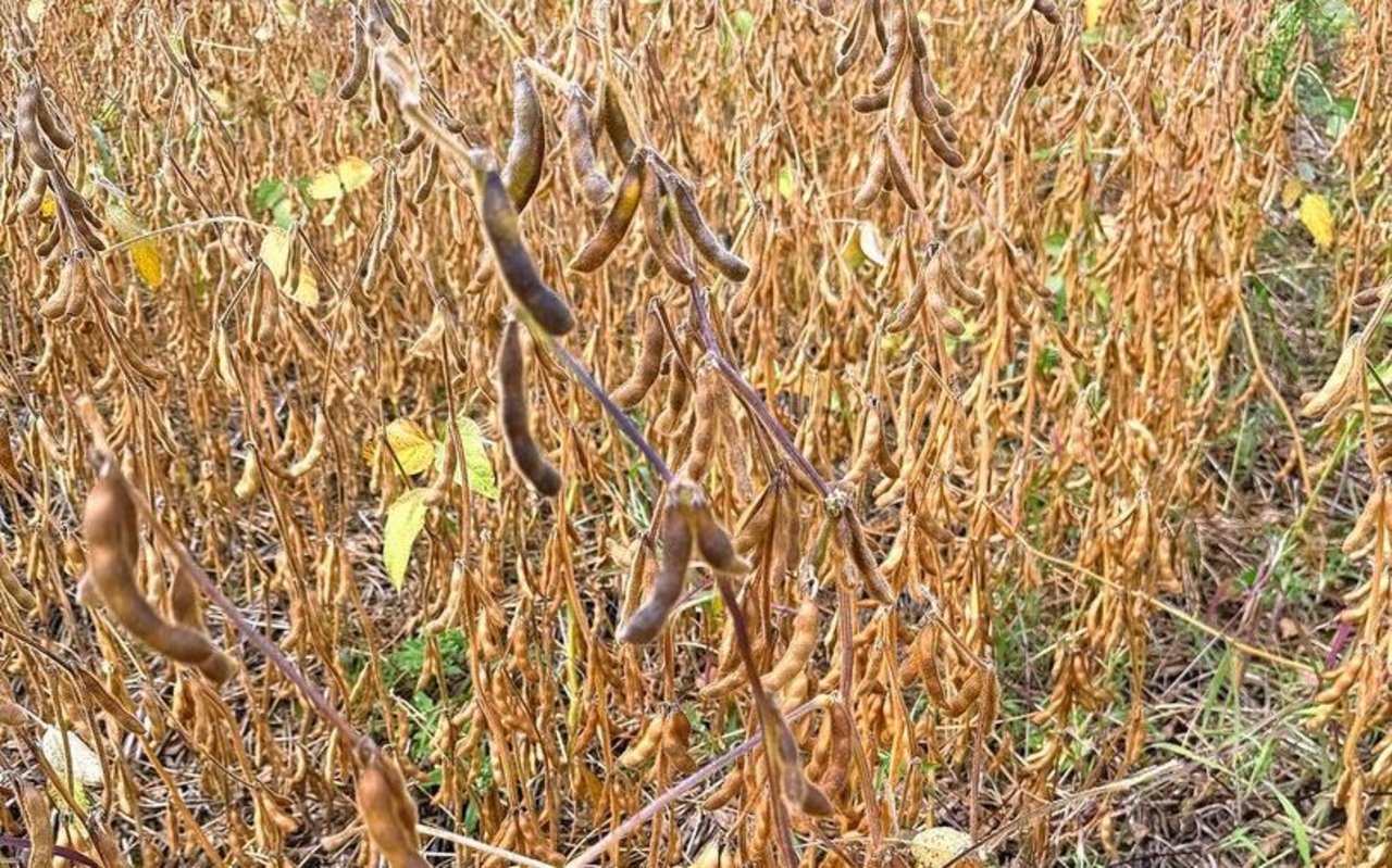 Das Soja in Reinkultur (rechts) reifte schneller ab als das Soja im Staffelkulturanbau (links).