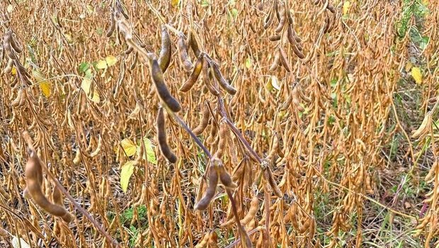 Das Soja in Reinkultur (rechts) reifte schneller ab als das Soja im Staffelkulturanbau (links).