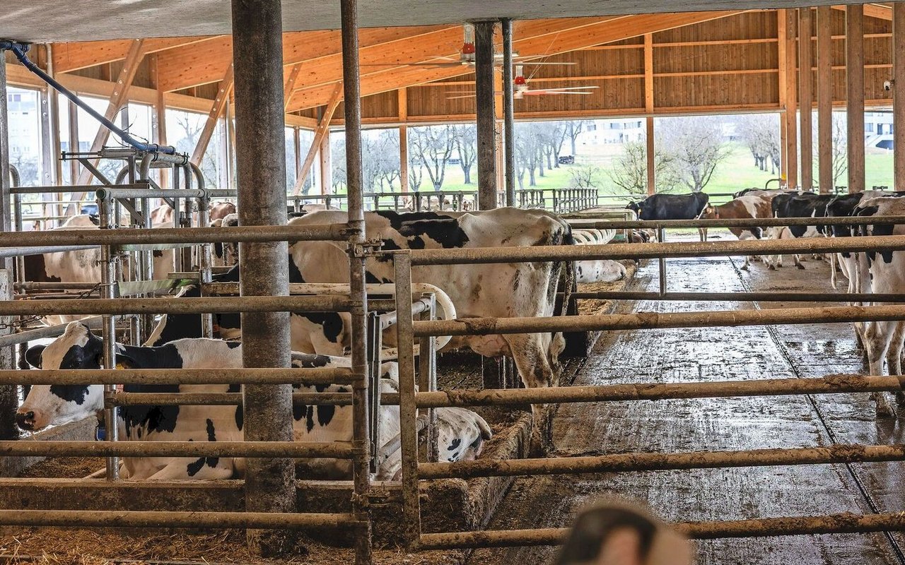 Seit 2022 leben Tobias Kritzers Milchkühe in einem grosszügigen Laufstall mit Blick auf die Obstbäume.
