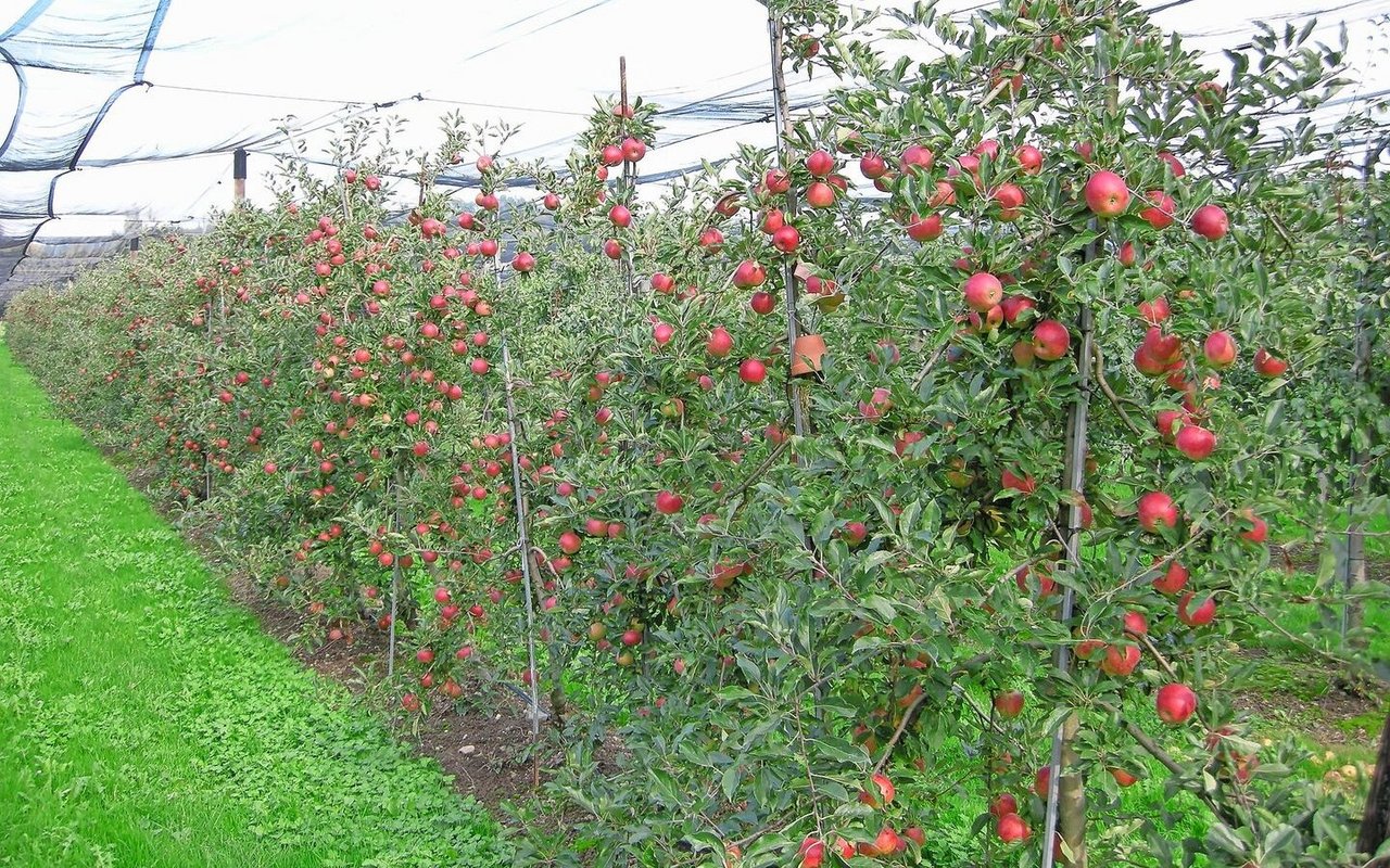 Erntereife Äpfel in einer Obstanlage. Nach der Ernte folgen die zeitintensiven Formierungs- und Schnittarbeiten. Bild: Hanna Schmidiger