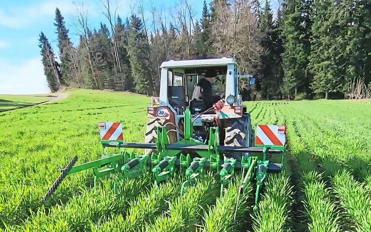 Stefan Rohrbach hat selbst einen Dammpflug entwickelt und gebaut. Das Dämmeziehen, die Saat und die Pflegearbeiten erfolgen mit dem gleichen Gerät.