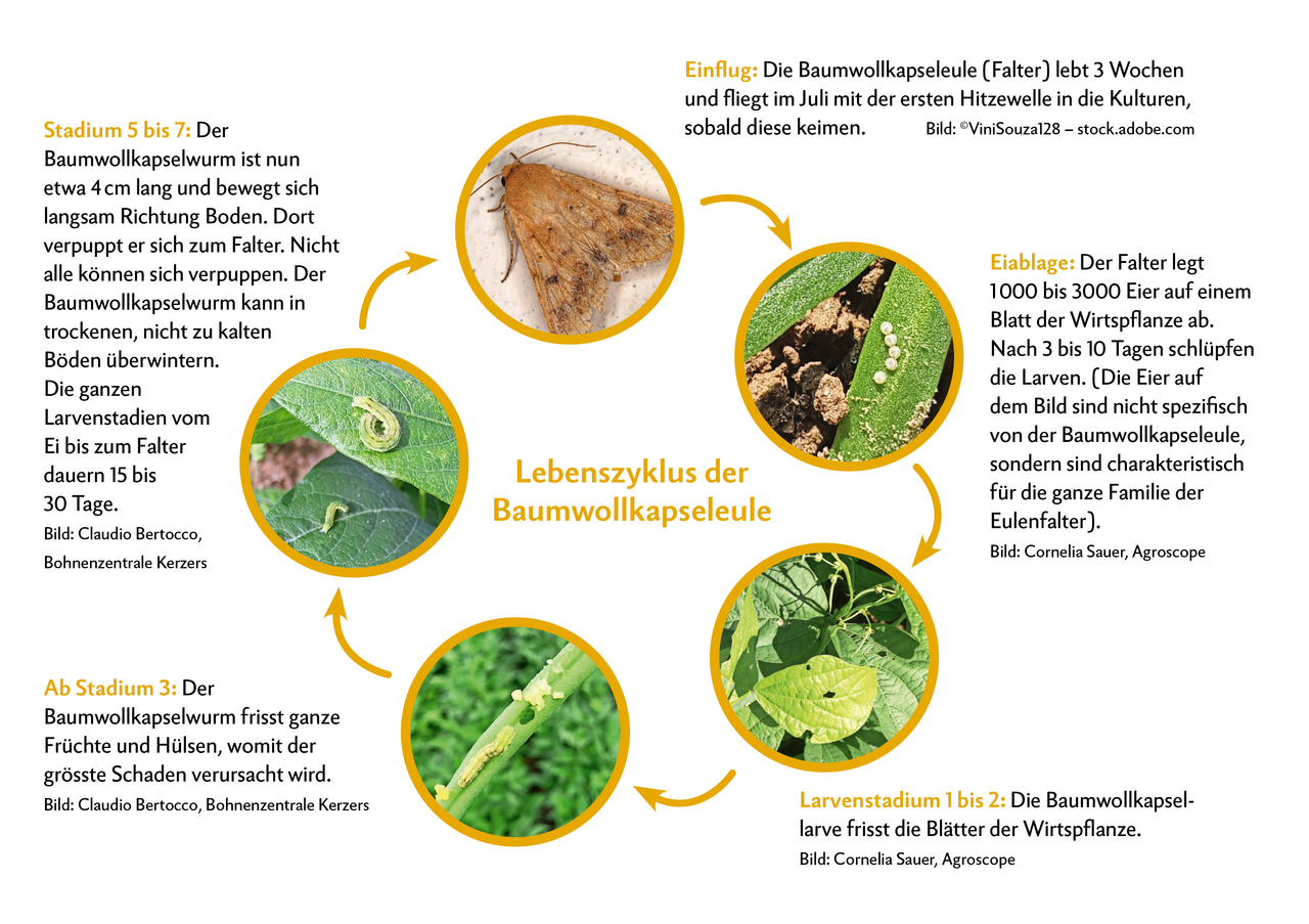 Den Hauptschaden an Kulturen verursacht der Baumwollkapselwurm. Wo und wie genau er überwintert, ist noch unklar. Es wird vermutet, dass er in Gewächshäusern überwintert. Den die Schweiz ist für eine Überwinterung im Freiland zu kalt. 