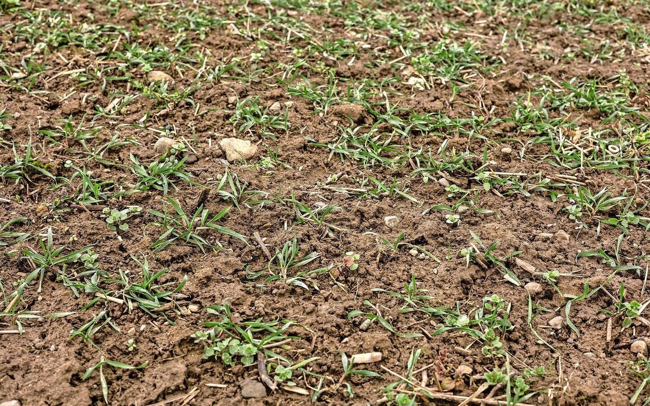 Beim Roggen ist das Unkraut bereits etwas grösser, weil dieser früher gesät wurde als der Weizen. Roggen hat aber lange Halme und kann dem Unkraut meistens davonwachsen.