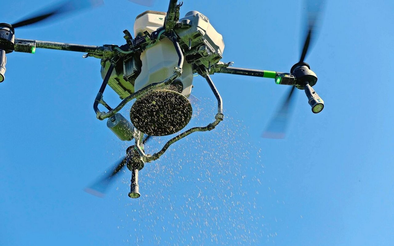 Anfang Sommer 2025 flog die Drohne über Tobias Burrens Ackerbohnen und säte eine Klee-Gras-Mischung mit 10 bis 13 kg/ha aus.