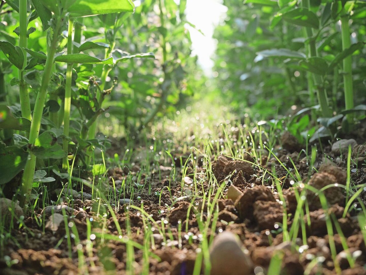 Die Fahrgasse des gestriegelten Feldes, elf Tage nach der Saat. Da die Gassen etwas mehr Licht bekommen, sind diese auch schon am weitesten entwickelt.