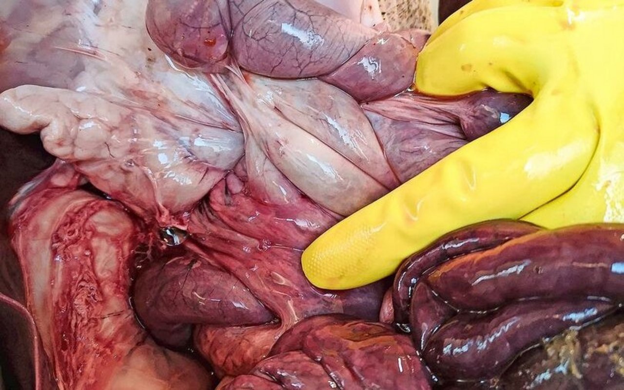 Die Innereien eines Schweins sind zu sehen.