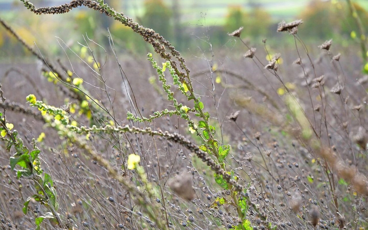 Im Herbst dürfen Buntbrachen gepflegt werden. Zwar blühen sie nicht mehr so üppig, dennoch finden Bestäuber hier noch Anflugplätze.