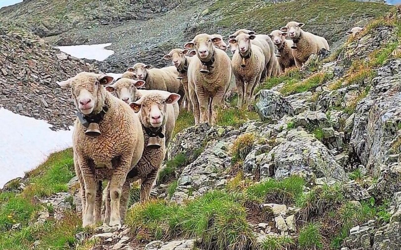 Auf der Alp extensiv, im Tal intensiv: eine Umstellung für Schafe.