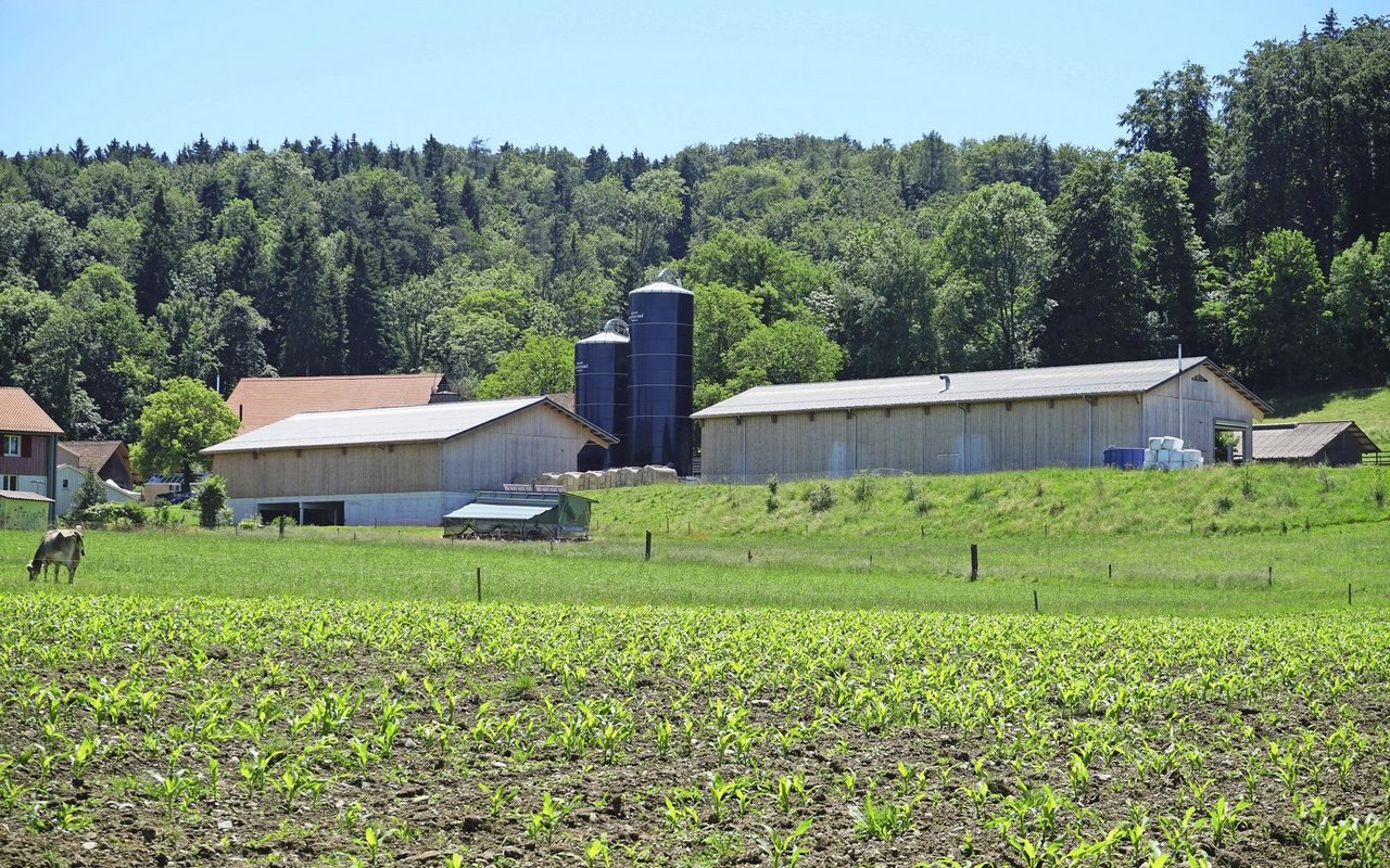 Grün Stadt Zürich verpachtet unter anderem den Gfellerhof in Stettbach. Dessen Pächter bewirtschaftet in einer Betriebsgemeinschaft grosse Flächen rund um Zürich.