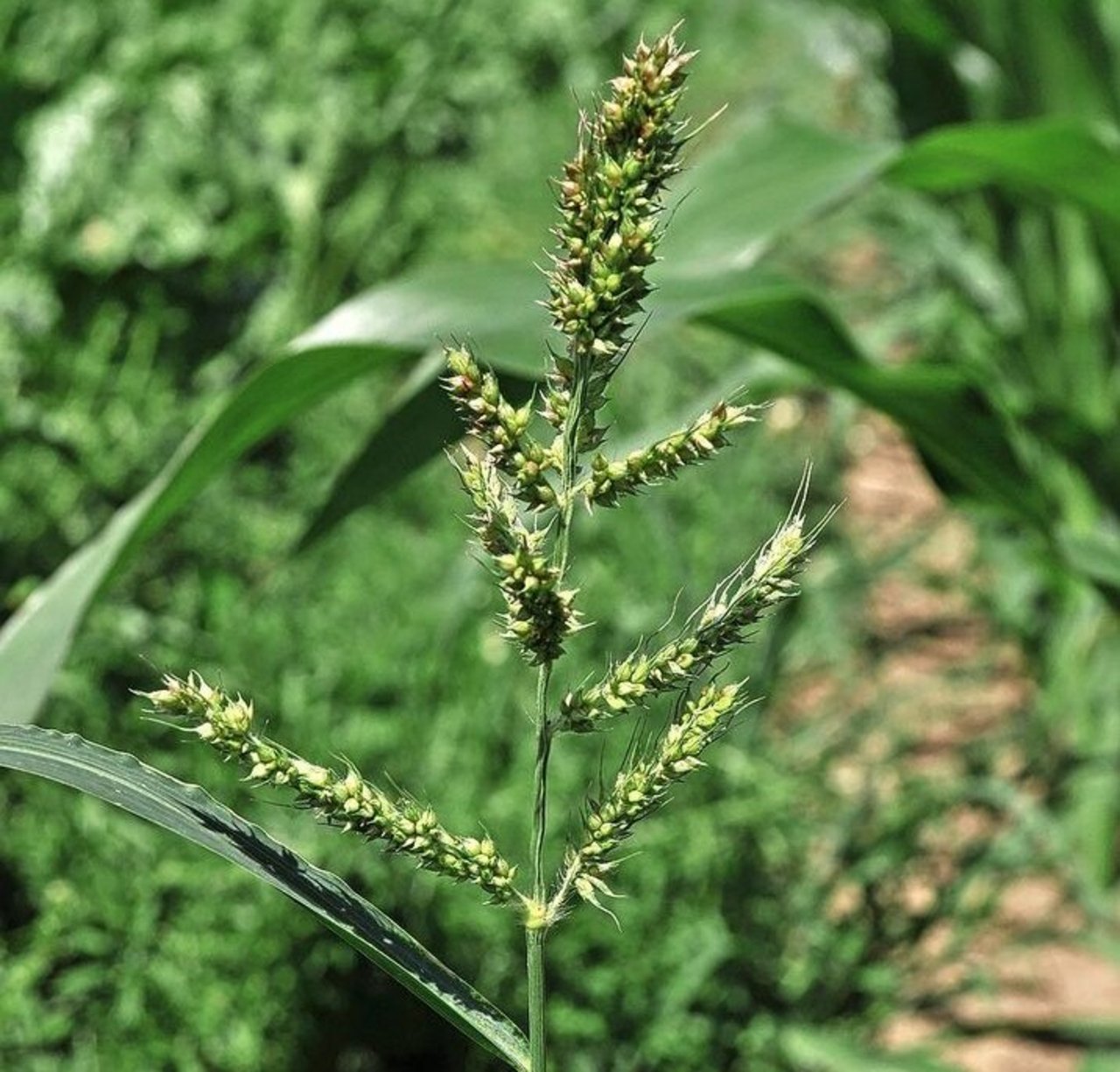 Die Hühnerhirse wächst hoch und kann den Maisertrag beeinträchtigen.