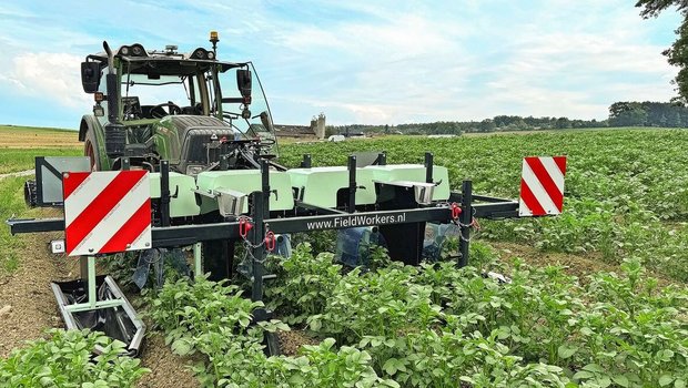 Die heruntergeschlagenen Käfer und Larven werden in Auffangbehältern (siehe unten links) gesammelt. Aufrecht wachsende Kartoffelsorten eignen sich besser für die mechanische Kartoffelkäferbekämpfung als breit wachsende Sorten. 