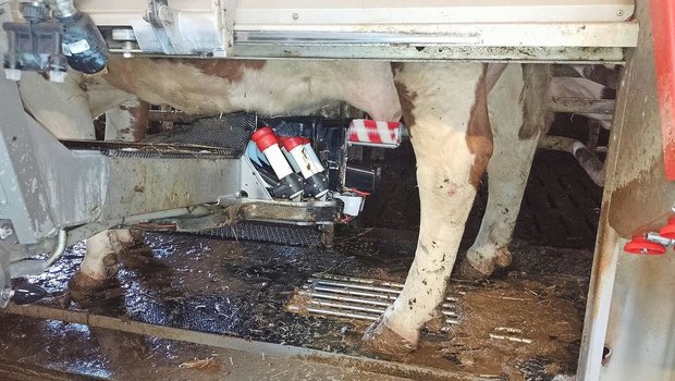 Die Kuhbeine sowie das Euter einer Kuh sind zu sehen, die im Melkroboter steht.