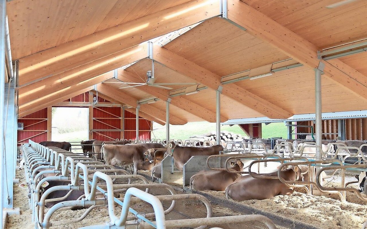 Mit Deckenventilatoren können grosse Flächen belüftet werden. Sie werden idealerweise in offenen Ställen mit wenig störenden Einrichtungen installiert.