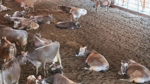 Durch die Sandoberfläche bleiben die Kühe sauber –  ein Vorteil für Klauen- und Eutergesundheit.