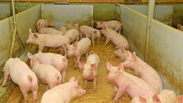 Lange Vorlaufzeiten prägen die Schweineproduktion. Wer früh erkennt, wie sich das Schlachtaufkommen entwickelt, kann besser reagieren.Bild: Peter Röthlisberger