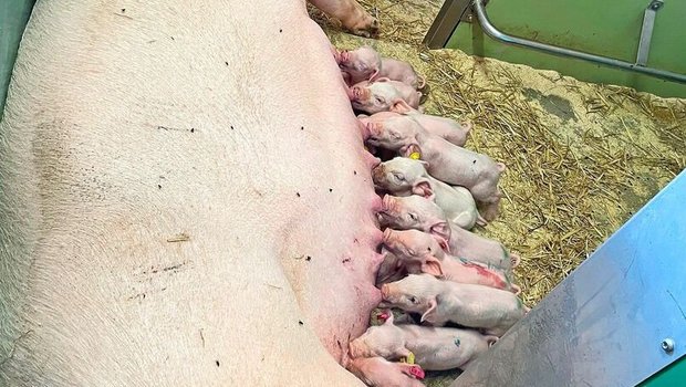 Eine Sau säugt ihre Ferkel im Stall.