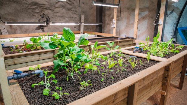 Üppiges Wachstum sieht anders aus: Das Gemüse im Hagerbachstollen wird nur mit den Ausscheidungen der Fische gedüngt. Vom Gemüsebeet kehrt das Wasser zu den Fischen zurück. Das Licht kommt von LED-Lampen. Bild: Gian Vaitl