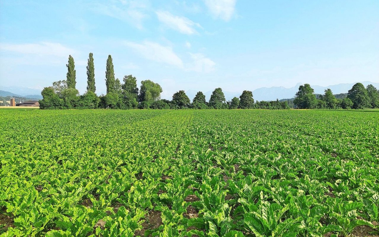 Die Sorten Smart Edytka (heller Streifen links) und Smart Beppina (ganz links) hatten Mitte Juni noch nicht Reihenschluss. Die Sorten Smart Manja (rechts), Smart Rossada und BTS 4825 hingegen bereits Anfang Juni – bei beiden Bodenbearbeitungsverfahren.