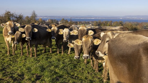 Eine Herde Braunviehkühe steht auf der Weide und schaut zum Fotografen.