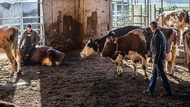 Die Milchkühe von Philipp Fehlmann (links) und Chrisstian Wolleb stehen auf dem Windrosenhof in Lupfig AG auf Waldboden. Bild: Pia Neuenschwander