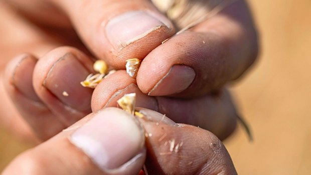 Wer nicht ins Korn schaut, zahlt später beim Trocknen doppelt.