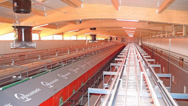 Werden im Geflügelbereich Unterdruck- und Gleichdrucklüftungen kombiniert, spricht man von einer Hybridlüftung. 