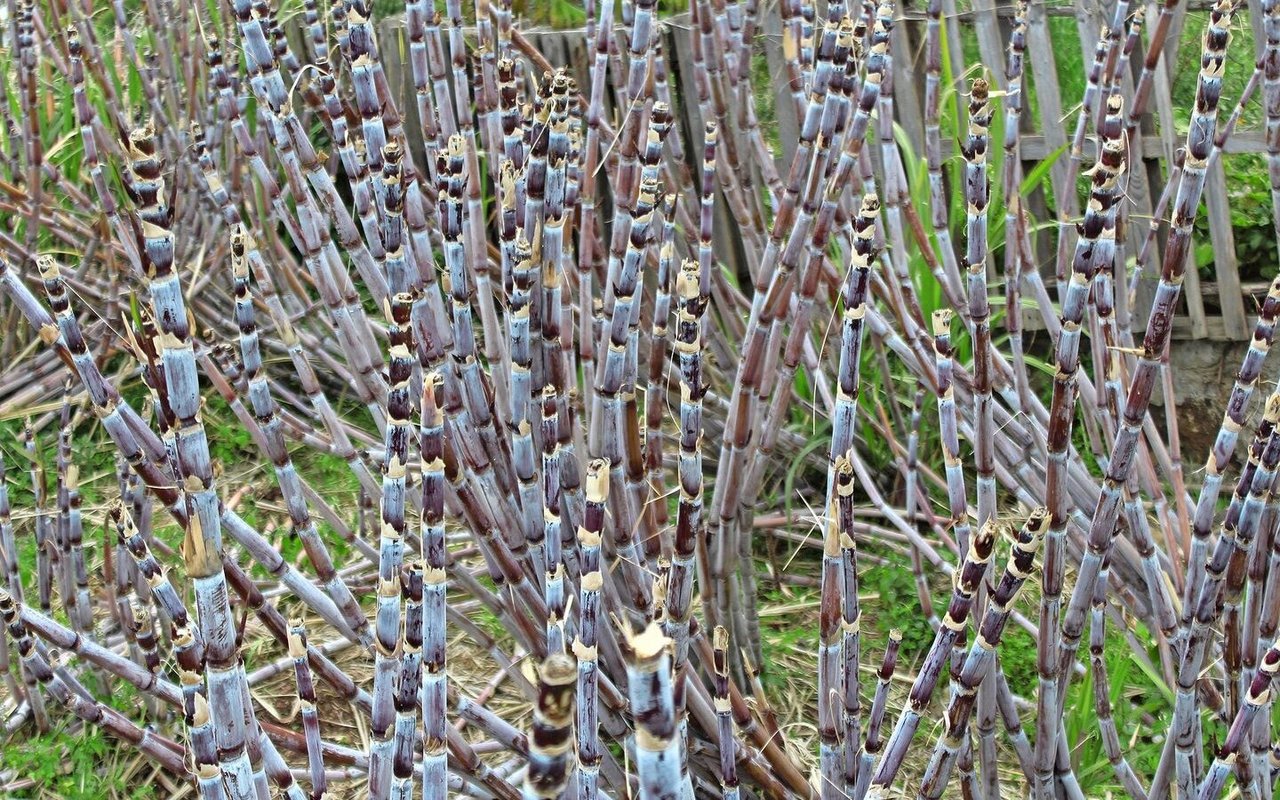 Die Grundlage für die Rumproduktion ist Zuckerrohr. Es werden rund 12 Kilogramm Zuckerrohr benötigt, um einen Liter Rum mit einem Alkoholgehalt von 50 % herzustellen. 