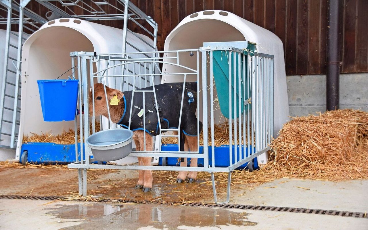 Haltungssysteme (ausser Hütten mit Auffangwannen) müssen auf einem befestigten Platz mit Entwässerung in eine Güllegrube platziert sein.