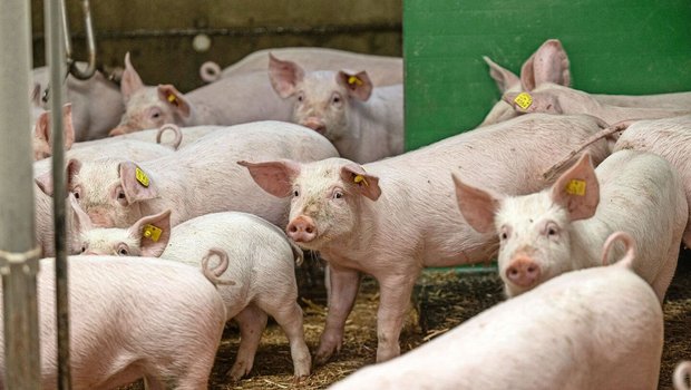Schweine zögern, ihre vertraute Umgebung zu verlassen, und drängen unter Stress zurück in den Stall, was Rettungsmassnahmen erheblich erschweren kann. Umso entscheidender ist deshalb die Brandverhütung. 