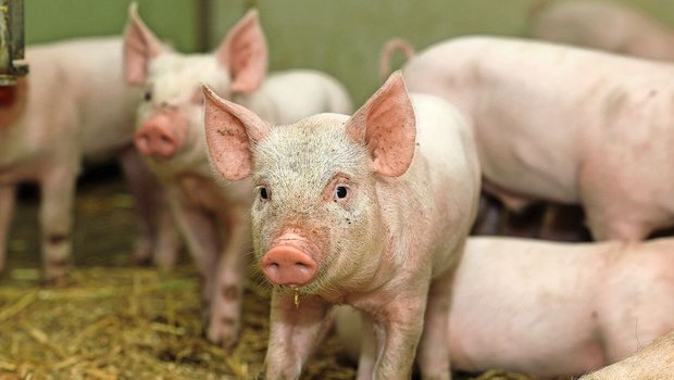 Gesunde Ferkel dank gutem Management und gezielter züchterischer Selektion.