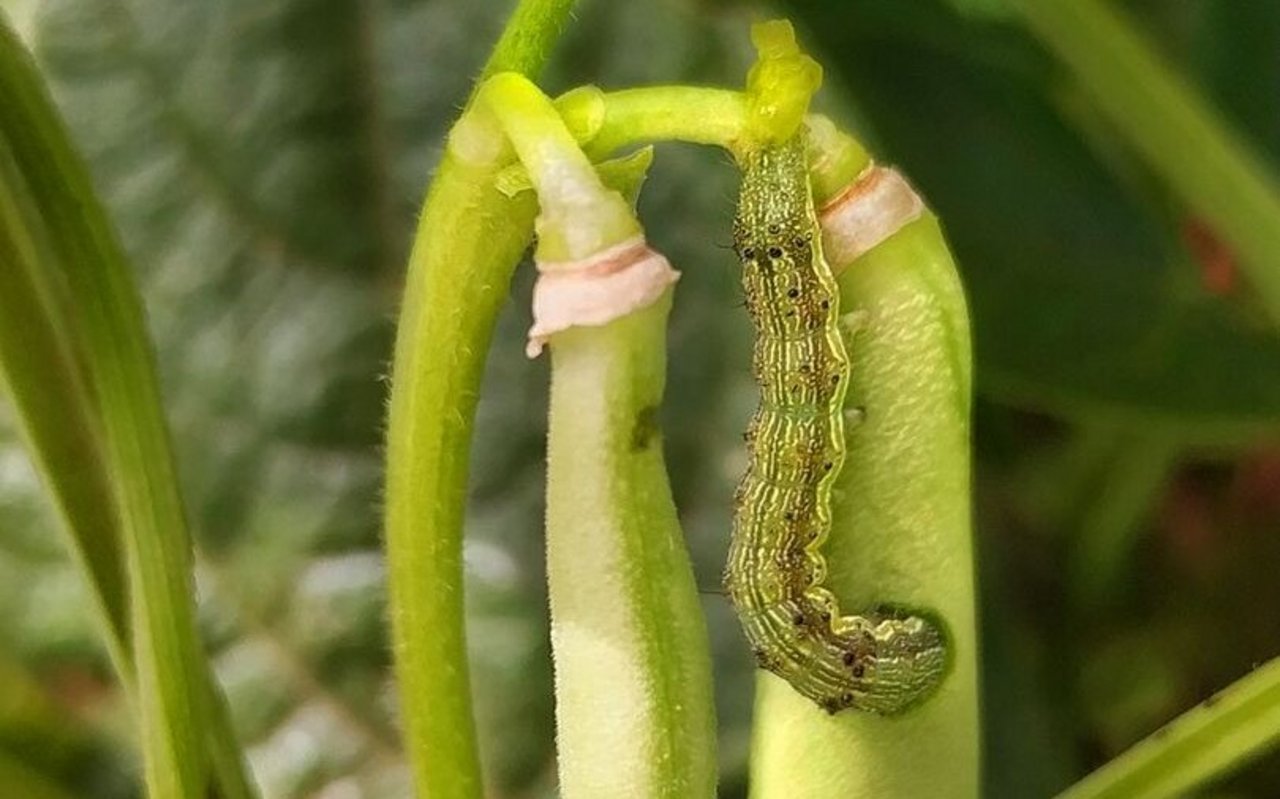 Der Baumwollkapselwurm frisst sich gerne durch Bohnen und verursacht erhebliche Schäden bis sogar Totalschaden. Die Raupe kann grün oder auch braun gefärbt sein. 