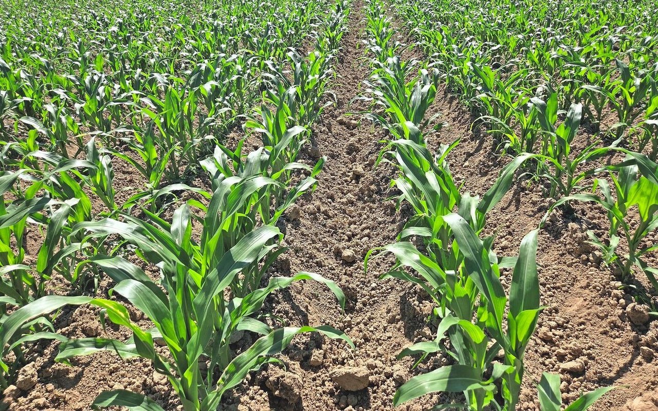 Das Maisfeld nach dem Anhäufeln. Der Silomais wird mithilfe des Dammpflugs zweimal gehackt und einmal aufgehäufelt.