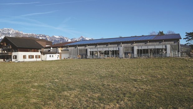 Die Kühe der Familie Gstöhl können frei zwischen dem Stall und den angrenzenden Weiden wechseln. Bild: Michael Götz