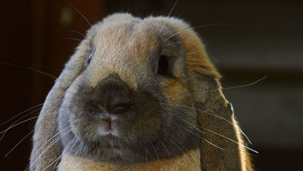 Kleinwidder-kaninchen haben hängende Ohren und werdenzutraulich.