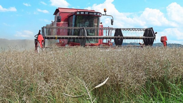 Bei der Rapsernte zahlt sich Geduld aus. Die Ausfallverluste durch aufplatzende Schoten werden oftmals überschätzt. Bild: Liebegg