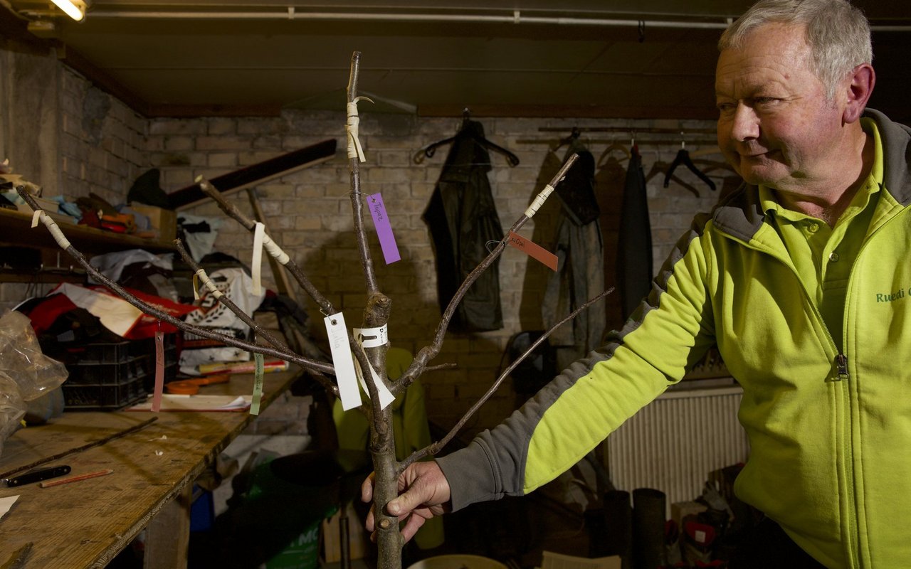 Auf diesem Baum werden einst vier Sorten Äpfel wachsen. Ruedi Glauser, Baumschulist in Noflen BE, zeigt, wie das geht.