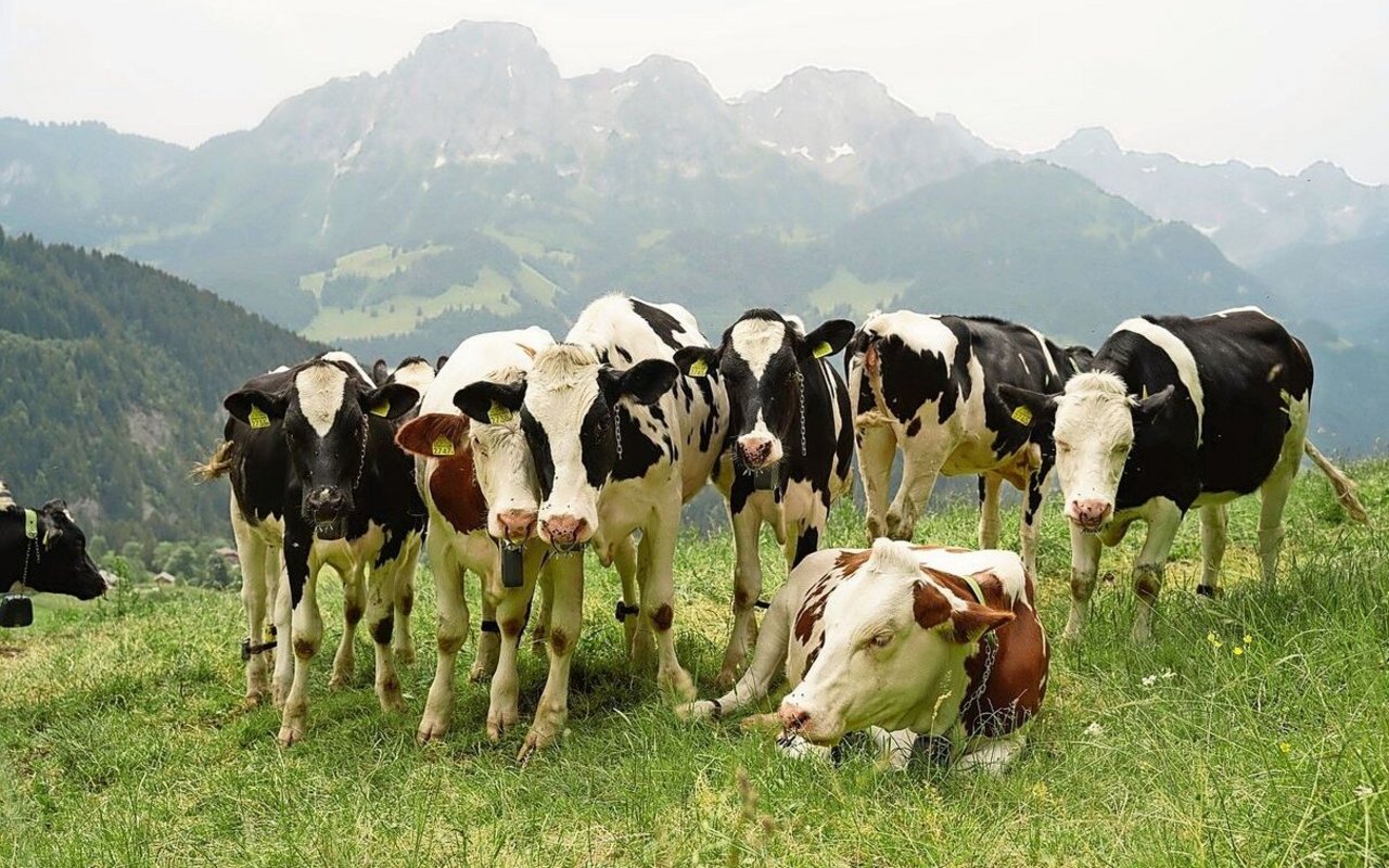 Ein ungewohntes Bild: Eine Gruppe Kühe steht auf der Weide. Ein Zaun ist aber nicht zu sehen.