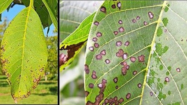 Die Blattfleckenkrankheit und die Bakteriose der Walnuss können die Bäume stark schwächen.