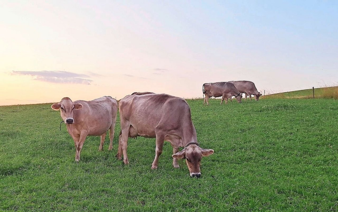 Durch das Weiden von erstweidenden und älteren Tieren wird der Infektionsdruck gesenkt. Ältere Tiere fressen die Larven, haben jedoch eine deutlich geringere Eiausscheidung als jüngere Tiere.
